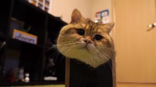 猫为什么喜欢纸壳盒？它们觉得在里面能更好地抓到猎物