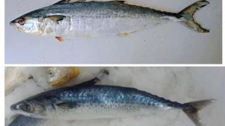 鲅鱼与马鲛鱼：外形、口感与营养价值的差异解析