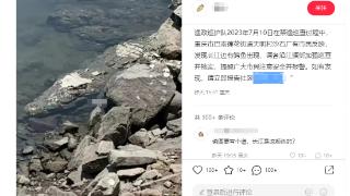 长江重庆巴南鱼洞段发现鳄鱼？多部门回应：暂未排查到