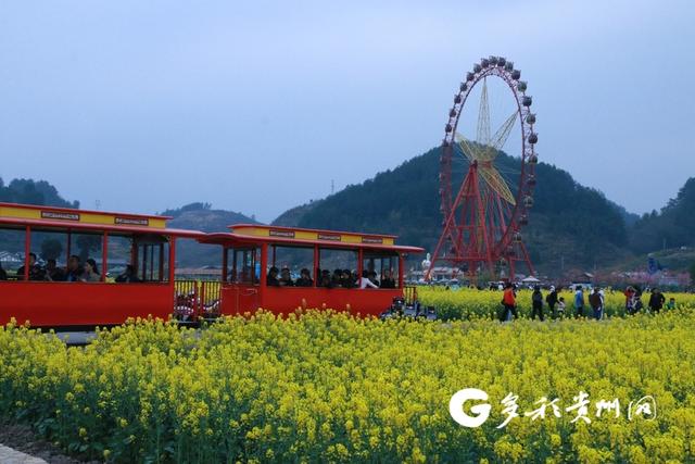 贵定“多彩贵州·金海雪山”春季赏花及茗系列活动开幕