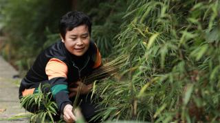 【融媒体中心新闻播报】剑河：在大山里探寻实竹笋的鲜美