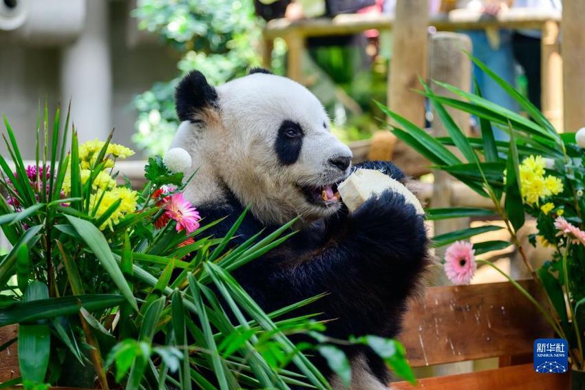 中国旅马大熊猫夫妇喜迎17岁生日