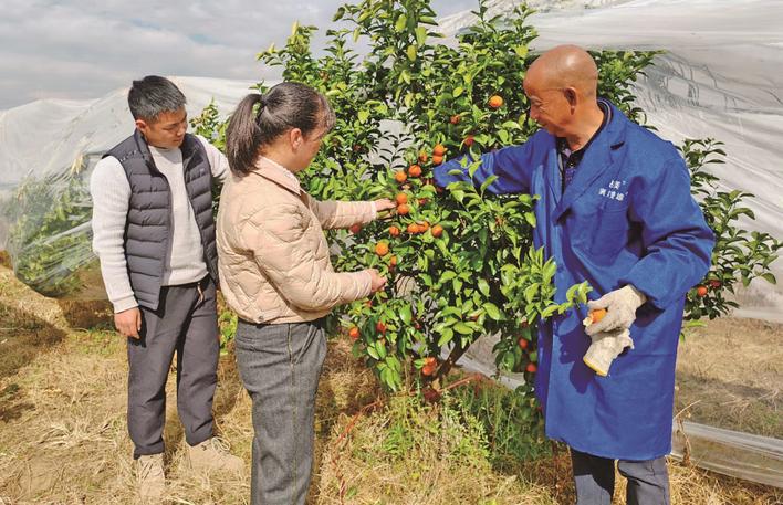 给果树 打抗寒“预防针”