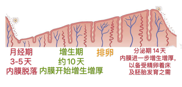 子宫内膜多少的厚度才更适合怀孕