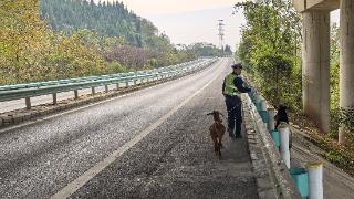 山羊误入高速公路 民警客串“羊倌”妥善处置消隐患