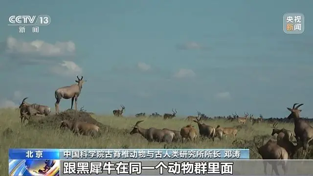 非洲黑犀起源于中国？中国科学院：原始祖先1000多万年前就生活在中国土地上