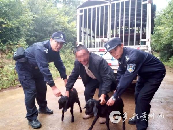 民警为小羊找回主人 群众心里暖“羊羊”