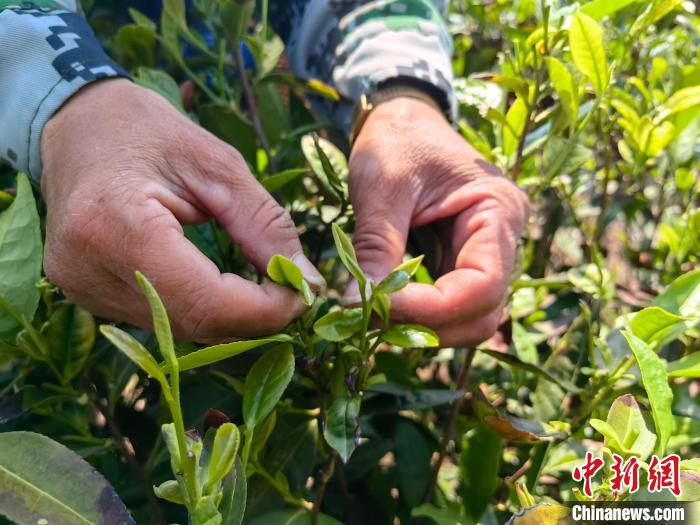 （乡村行·看振兴）南茶迁徙植江北 豫中山村变“茶乡”