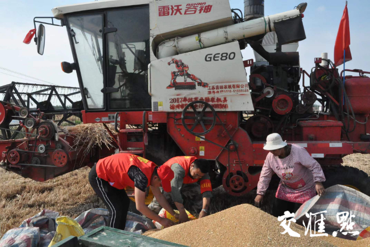 新华日报徐州观察荐读｜不误农时颗粒归仓 徐州530余万亩小麦陆续开镰