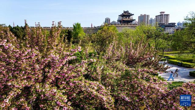 春至长安：花开一日看不尽