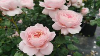 瑞典女王玫瑰花是一种相对易于栽培的玫瑰品种