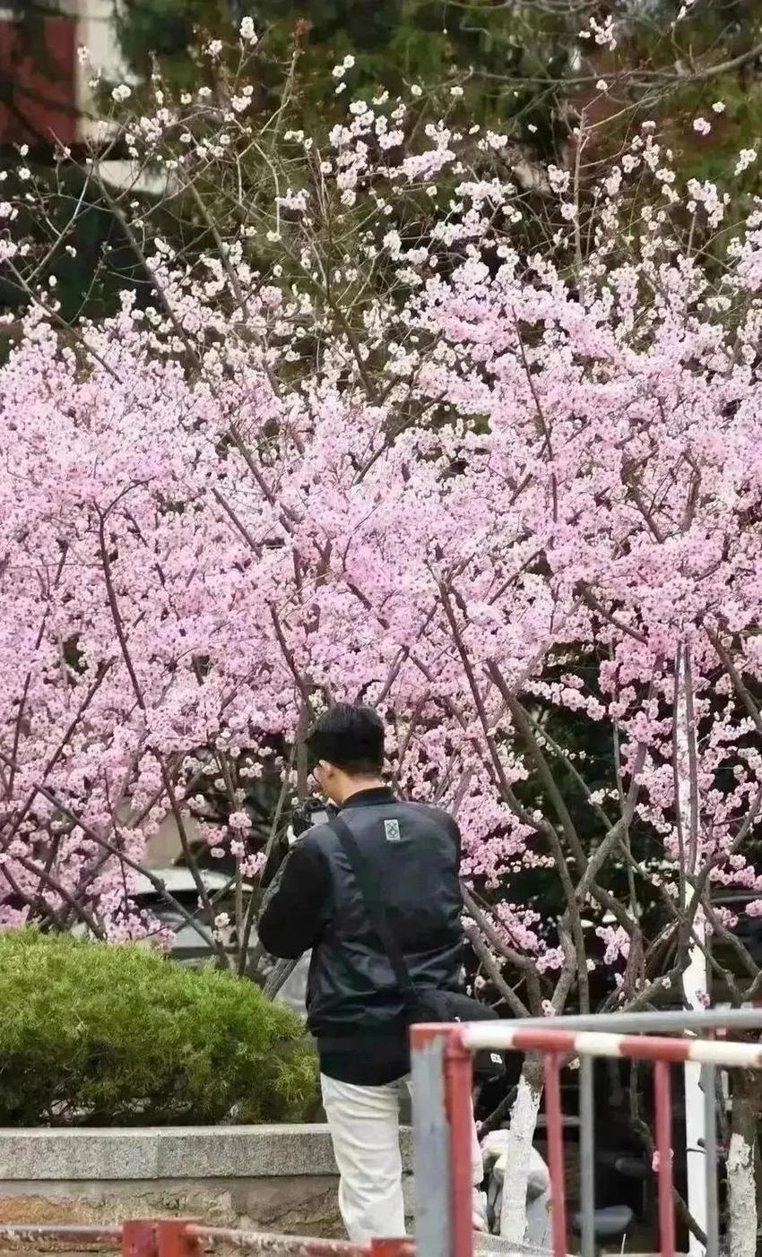 我们盼望的，即将到来！来看山农的春天