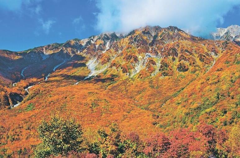 日本立山黑部的红叶进入最佳观赏季 比往年晚了一周