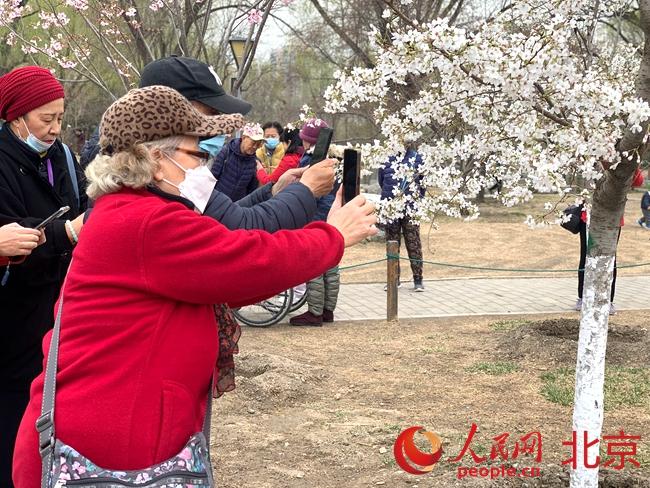 早樱绽放 玉渊樱红：北京玉渊潭公园春花观赏季3月18日开幕