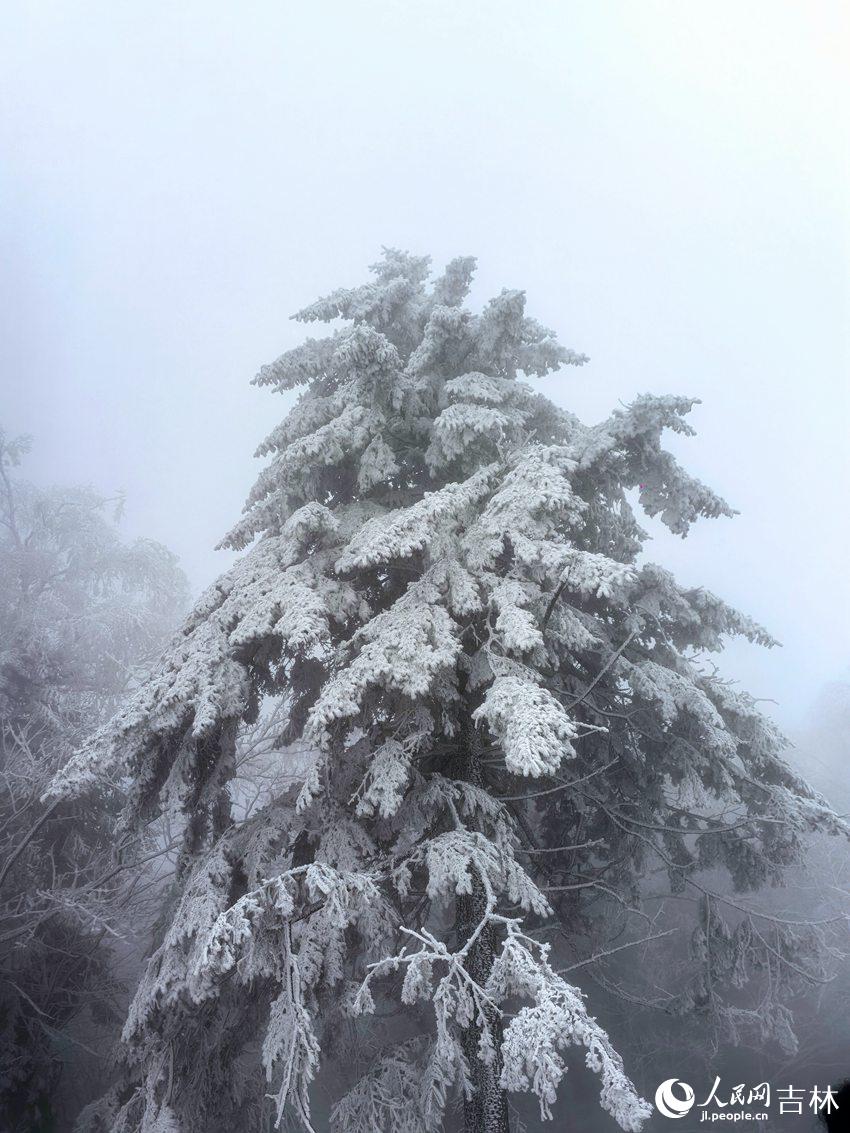 吉林市初雪：玉树银花 分外妖娆