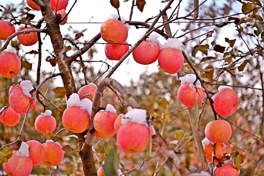 组图 | 威海：雪中苹果别样红