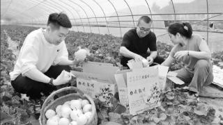 近日，西峰区什社乡武川村大棚甜瓜进入采摘期，吸引游客前来采摘品尝。