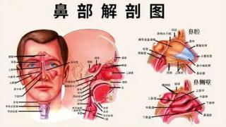 健康耳鼻喉|鼻塞、流脓涕、嗅觉减退……你可能得了鼻甲肥大！