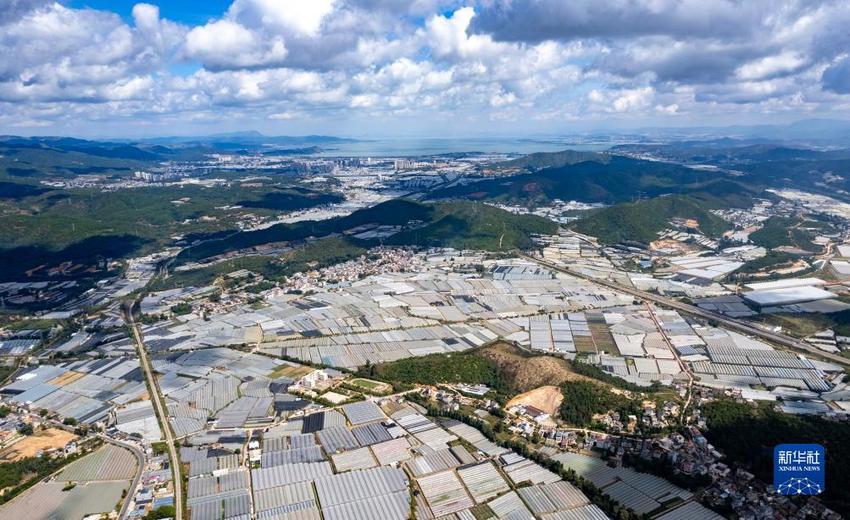 乡村行·看振兴丨云南晋宁：“乡村星主播”开拓多肉植物市场