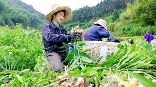 江西南丰：生姜迎丰收