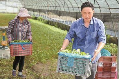 沪郊育苗基地全力保供