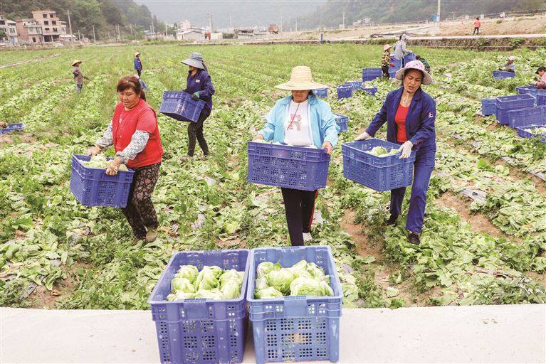 生菜丰收 群众生财