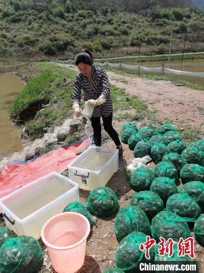 甘肃天水返乡妹探“南蟹北养”：从被夹的满手是血到订单生产