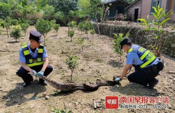 眼镜蛇偷吃鸡，居民束手无策！