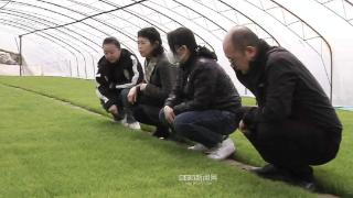尚志市：农技专家到地头，科学育苗严把水稻“苗床关”