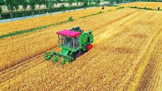 马村区小麦播种面积5.85万亩为田野渲染麦收足迹