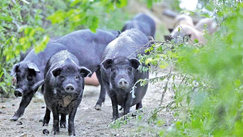 让乡亲们吃上放心肉