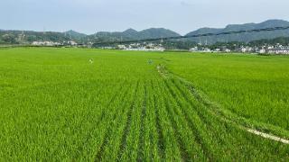 贵州贡米村:“三步走”提高农民种粮积极性