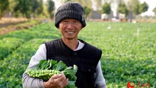 河南唐河：苔菜“绿动”田野 喜悦“溢”满乡村