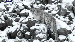 祁连山国家公园成功追踪两只雪豹并原地放归