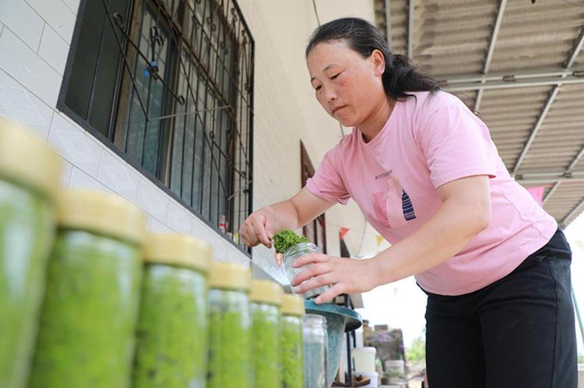 河北沙河：纯手工野生韭菜花酱助力农民增收