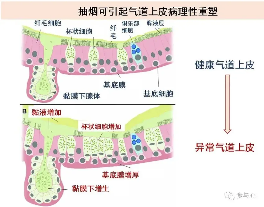 为什么有些人更容易感冒——人的基础清肺能力有差异