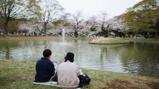 日本尝试喷洒食品添加剂抑制杉树花粉