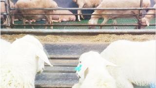 智慧养殖路数新，农业致富羊领头