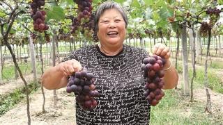 甜得猛！志愿者为残疾老夫妻直播卖葡萄