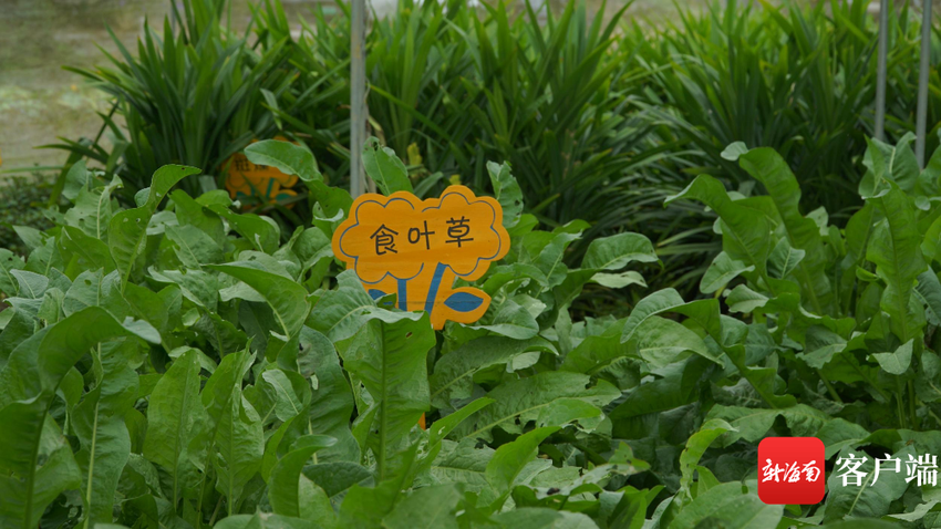 新春走基层 | 五指山的野菜“种”出美好前景