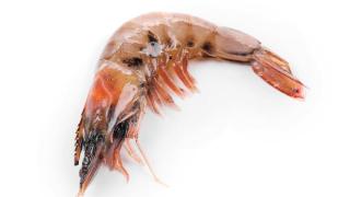 黑虎虾和基围虾营养、吃法大PK