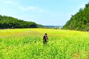 “美丽经济”促振兴 油菜花开增春色