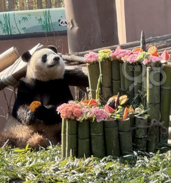 杭州动物园熊猫爱好者“春生”的生日祝福