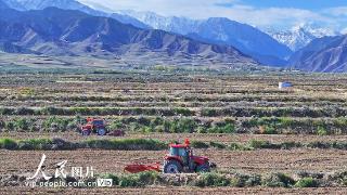 甘肃民乐：采收板蓝根