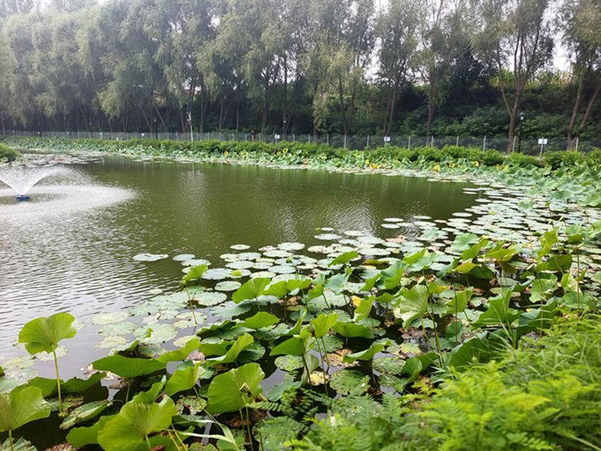 吉林德惠：因地制宜向美而行 打造生态宜居“美丽图景”