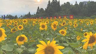 寿宁平溪：撂荒地里向阳花开