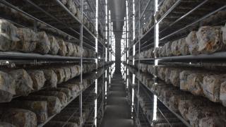 河北青龙：“项目为王”引领香菇产业提质增效