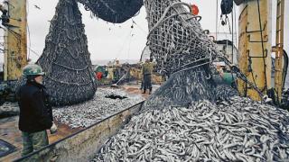 中国又批准27家俄罗斯企业对华出口鱼类产品