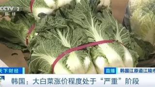 白菜价格飙升韩国再现“泡菜危机”？在韩留学生：最贵时一公斤卖到60多元，逛了几家店都不敢买