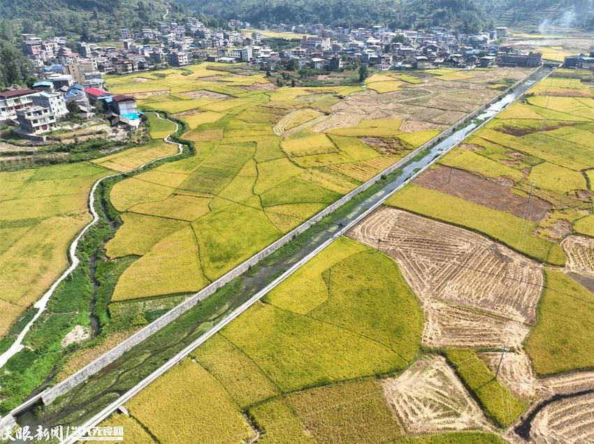 【高质量发展蹲点采访】松桃甘龙镇：水稻获丰收 机械收割忙